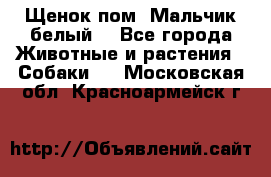 Щенок пом. Мальчик белый  - Все города Животные и растения » Собаки   . Московская обл.,Красноармейск г.